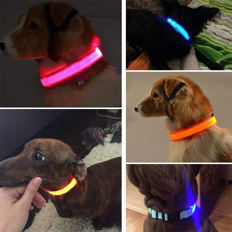 Coleira LED brilhante para cães