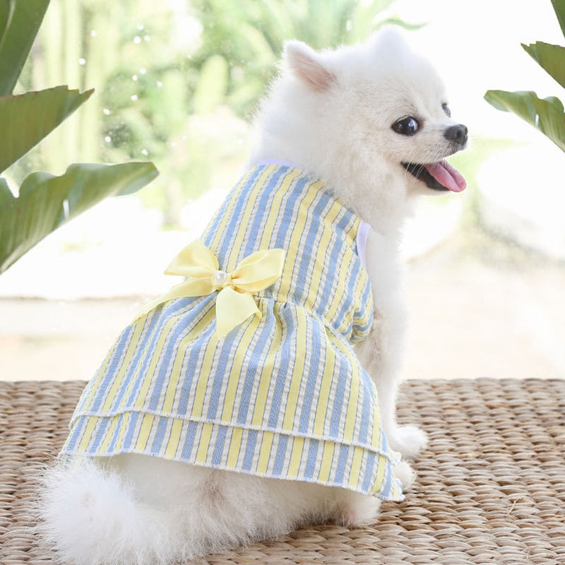 Roupas de primavera para cães